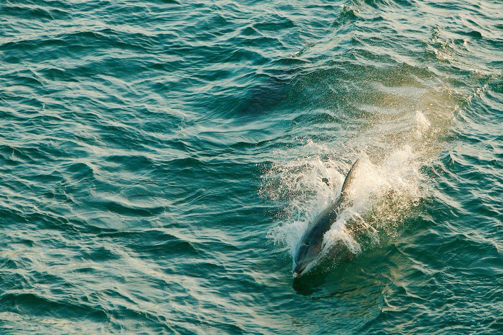 7. Variety as Life’s Spice