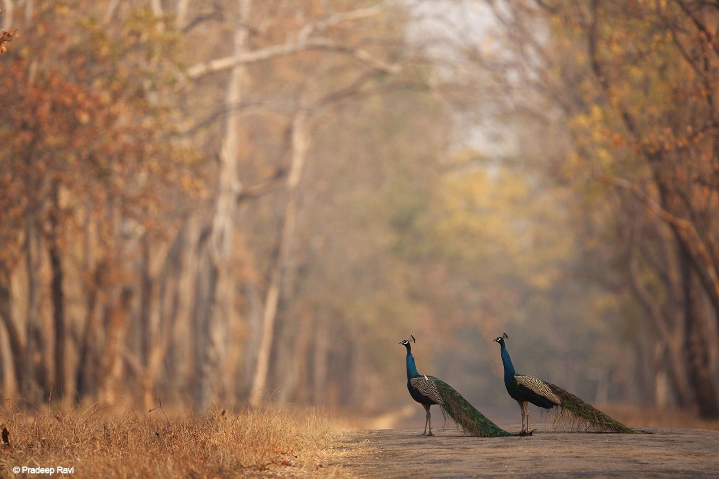 Bitten by the wildlife bug