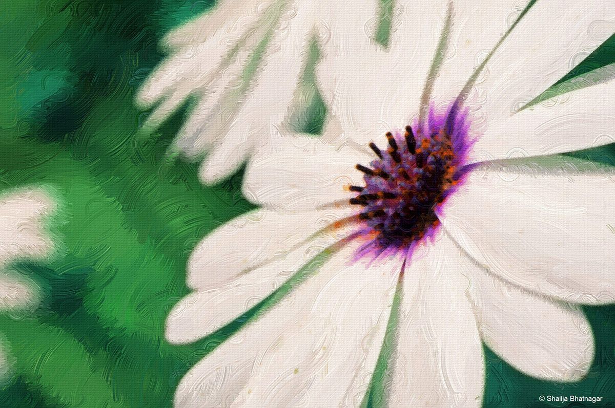 Shailja Bhatnagar Exhibits her Pictures at India Art Festival