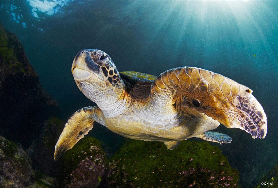 Underwater Photography Ajit