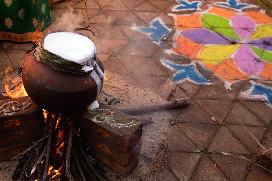 Pongal in Grand Style